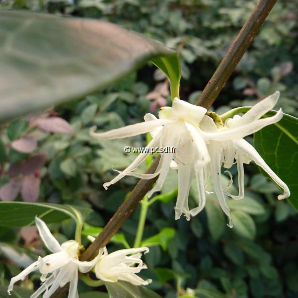 Chimonanthus nitens (4)