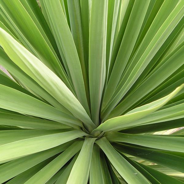 Cordyline australis (1)