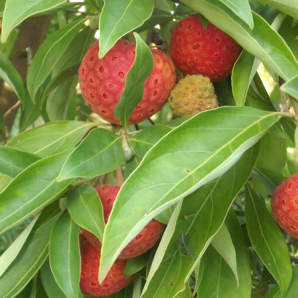 Cornus capitata (2)