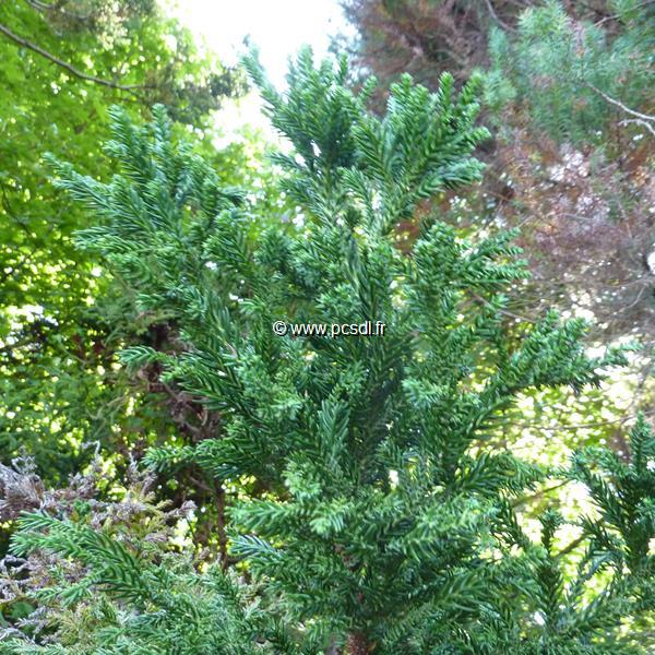 Cryptomeria japonica Bandai Sugi (1)