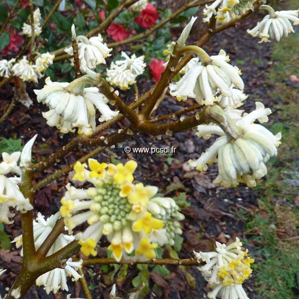 Edgeworthia chrysantha (1)