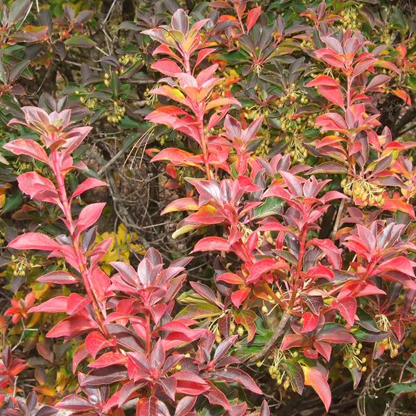 Enkianthus campanulatus (3)
