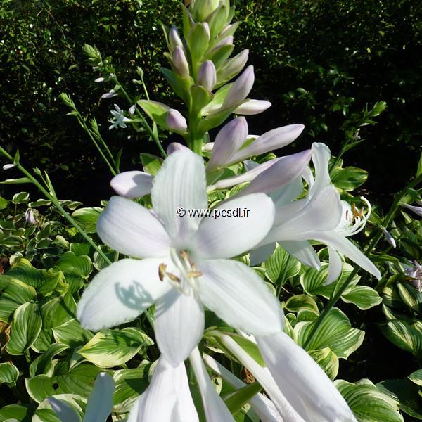 Hosta Fragrant Dream