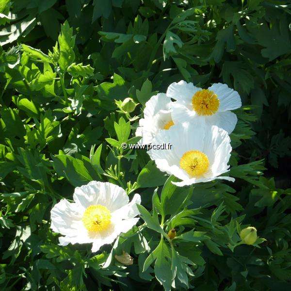 Romneya coulteri (1)