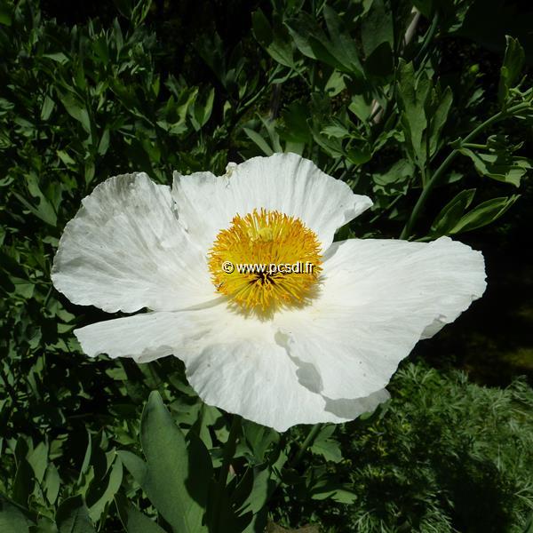 Romneya coulteri (4)