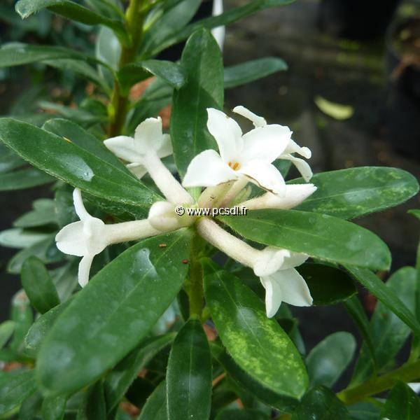 Daphne transatlantica Eternal Fragrance