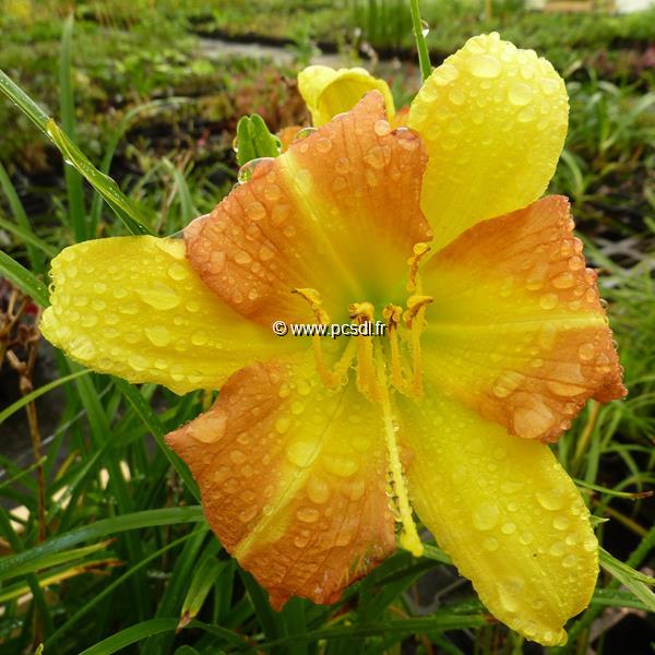 Hemerocallis EveryDayLily Yellow Punch (1)