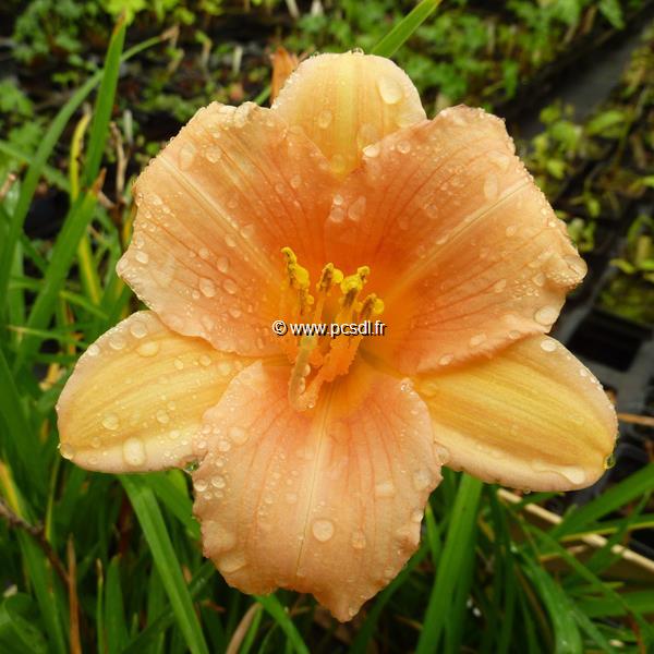 Hemerocallis Everydaylily Ping Wing