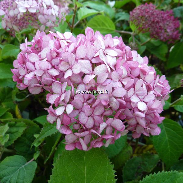 Hydrangea arborescens Ruby Annabelle (1)
