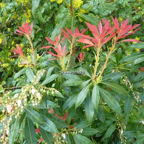 Pieris Forest Flame (3)