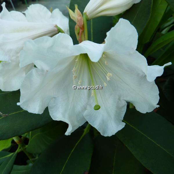 Rhododendron Polar Bear (1)