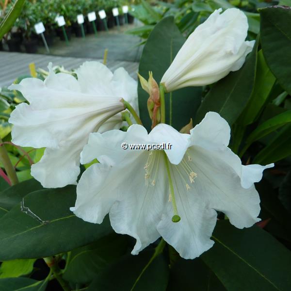 Rhododendron Polar Bear (3)