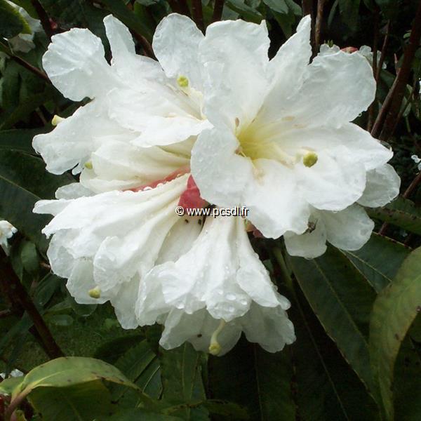 Rhododendron Polar Bear (4)