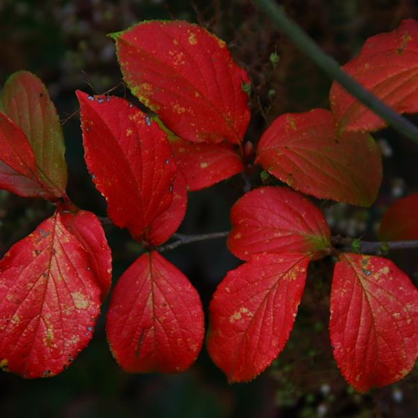 Stewartia pseudocamellia (3)