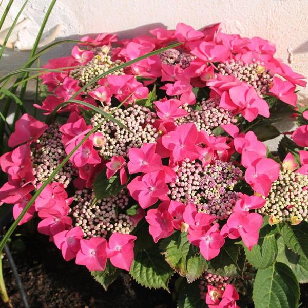 Hydrangea macrophylla Kardinal (2)