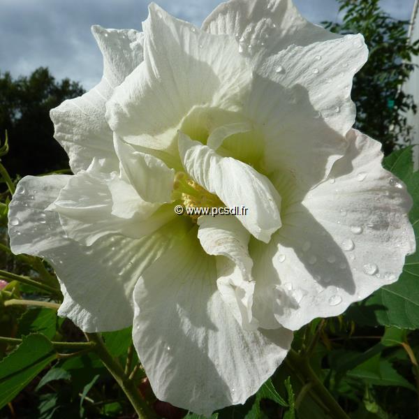 Hibiscus mutabilis Futuna (4)