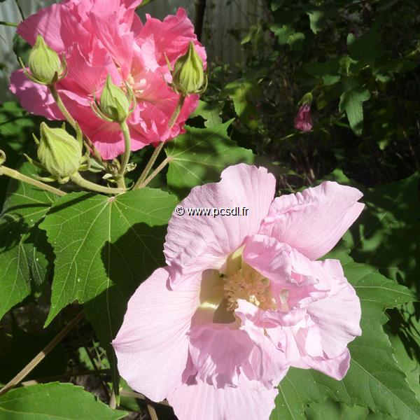 Hibiscus mutabilis Wallis (6)