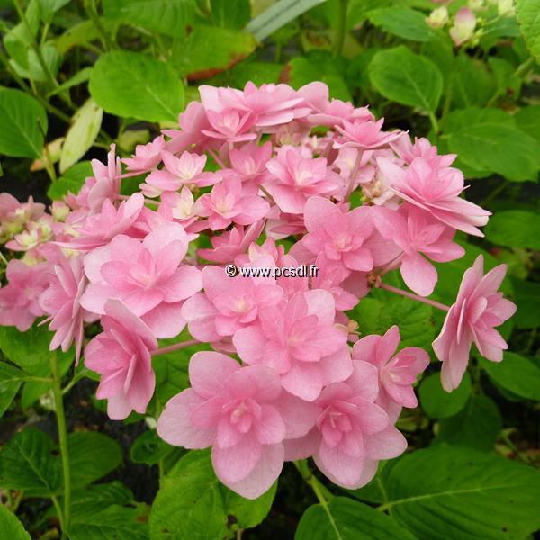 Hydrangea macrophylla Expression (1)