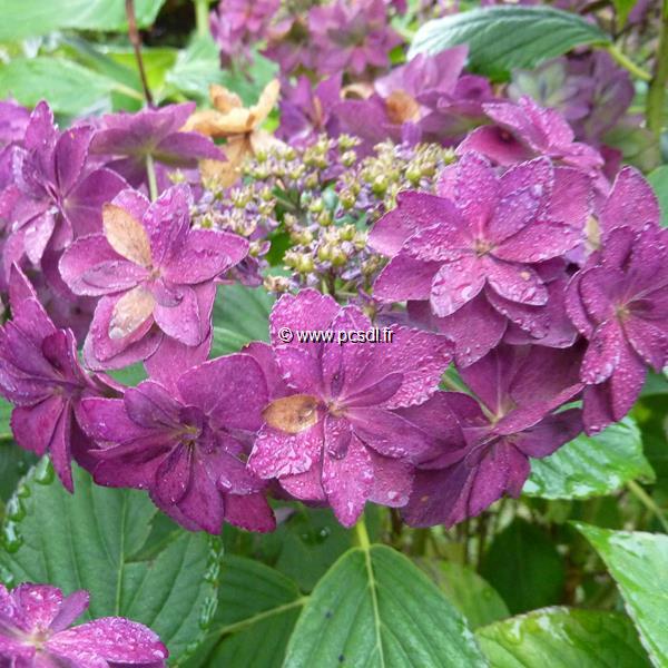 Hydrangea macrophylla Expression (4)
