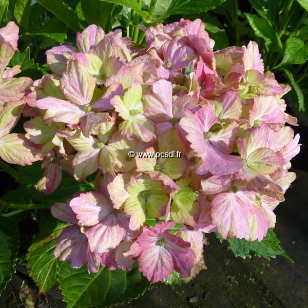 Hydrangea macrophylla Fantasia (1)