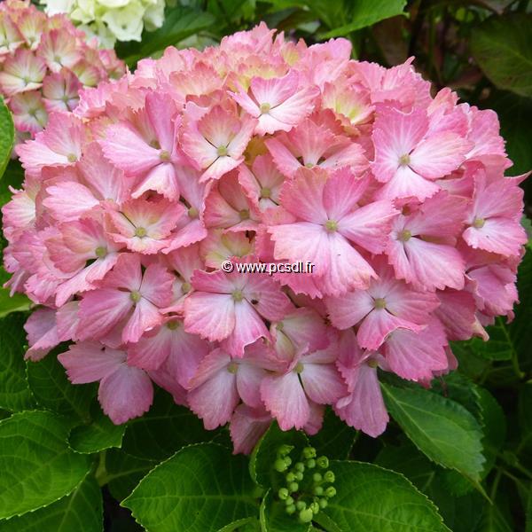 Hydrangea macrophylla Fantasia (6)