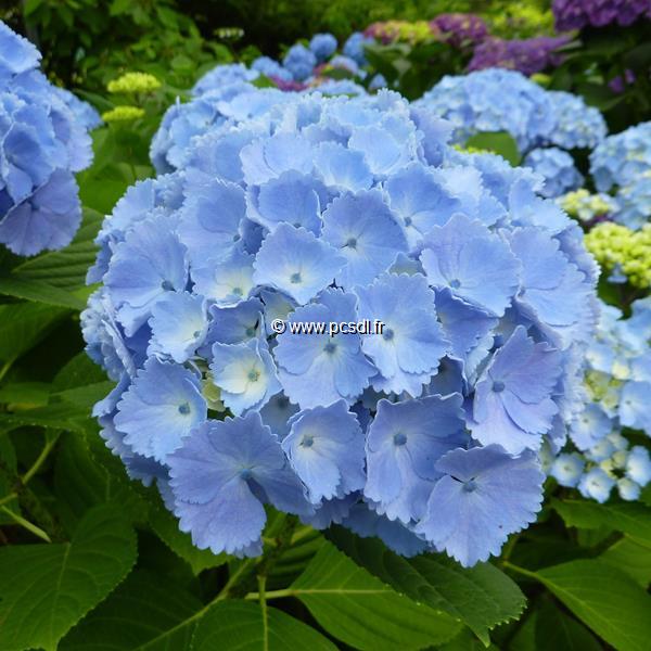 Hydrangea macrophylla Homigo (6)