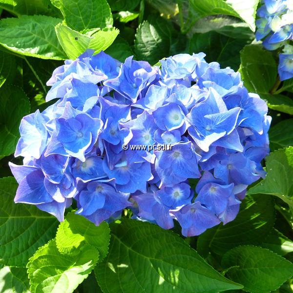 Hydrangea macrophylla Kluis Superba (1)