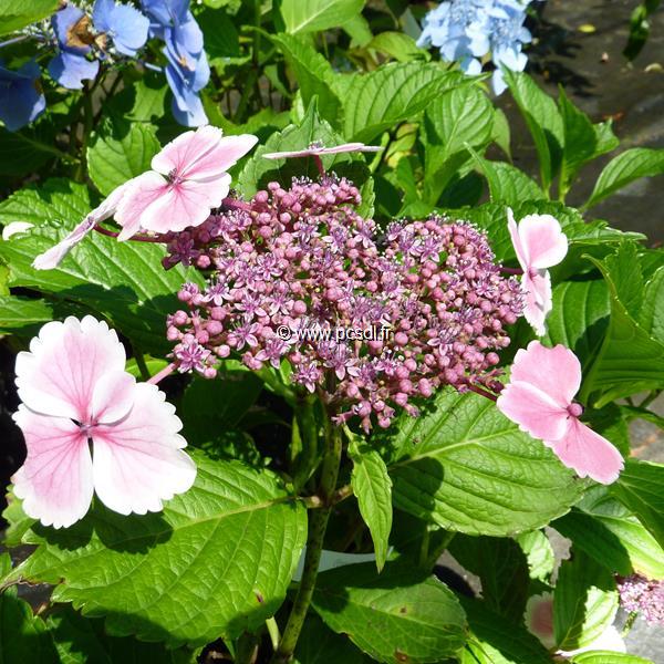 Hydrangea macrophylla Komochiana Seruka