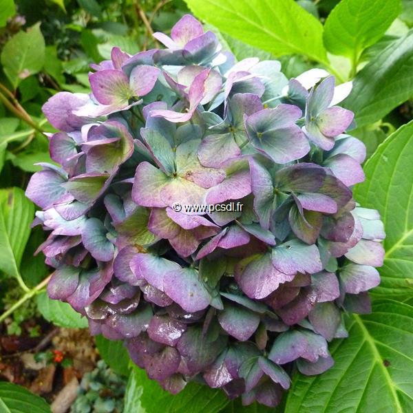 Hydrangea macrophylla Mathilda Gutges (7)