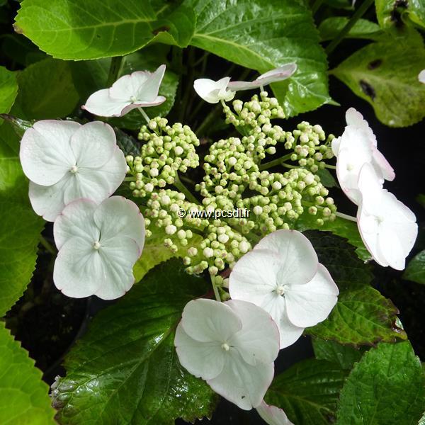 Hydrangea macrophylla Sandra (20)