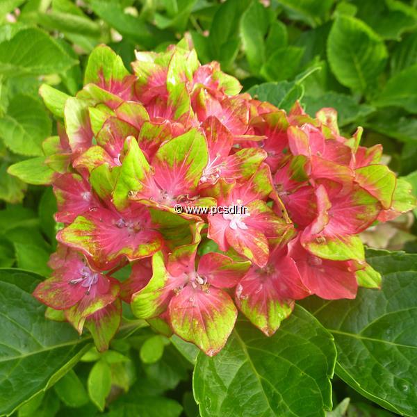 Hydrangea macrophylla Schloss Wackerbach (3)