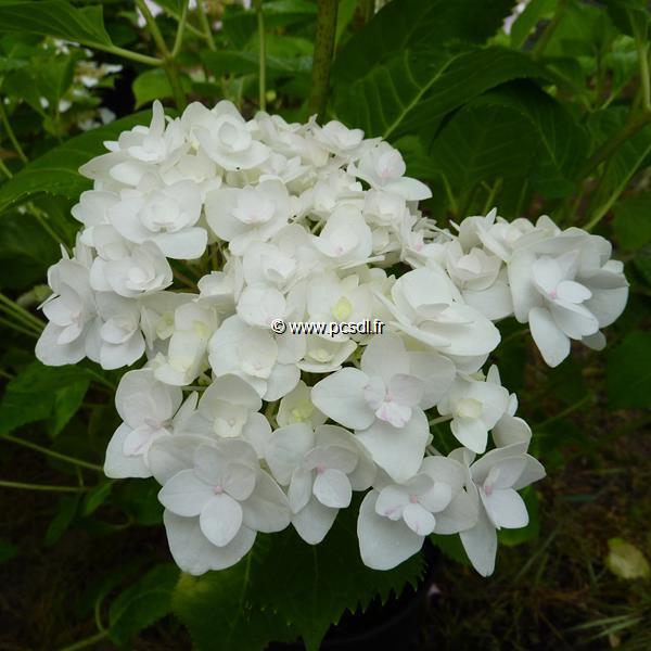 Hydrangea macrophylla The Bride (2)