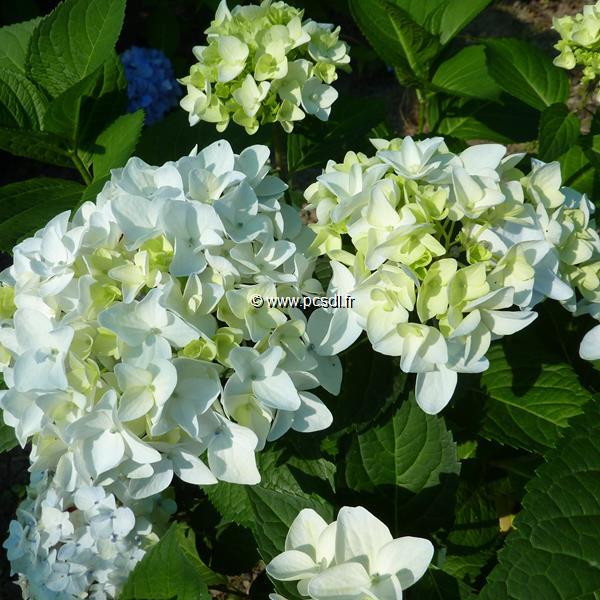 Hydrangea macrophylla The Bride