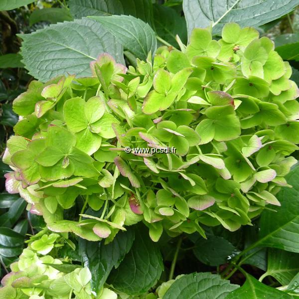 Hydrangea macrophylla The Bride (4)