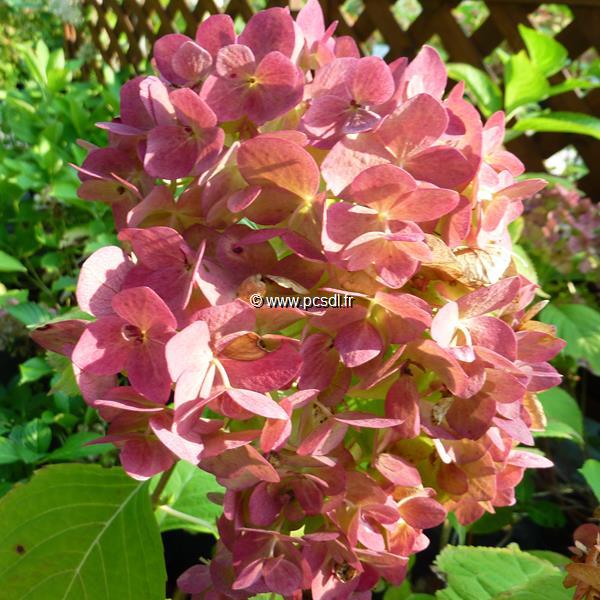 Hydrangea macrophylla The Bride (8)