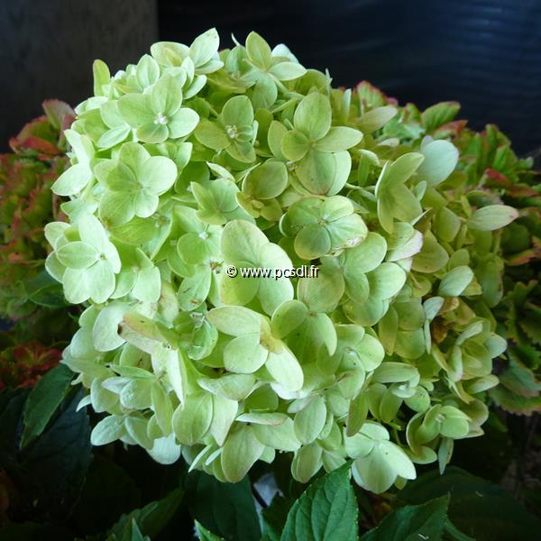 Hydrangea paniculata Little Lime