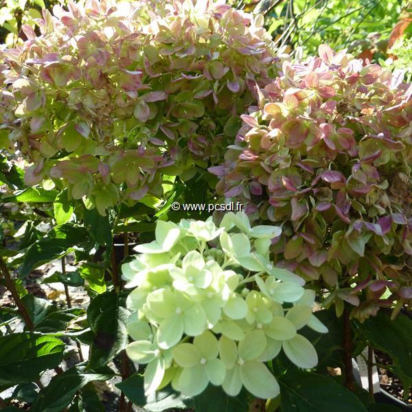 Hydrangea paniculata Little Lime (2)