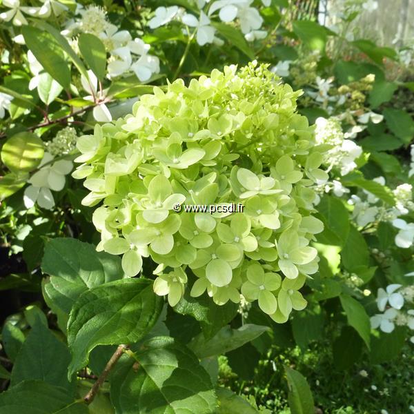 Hydrangea paniculata Little Lime (5)