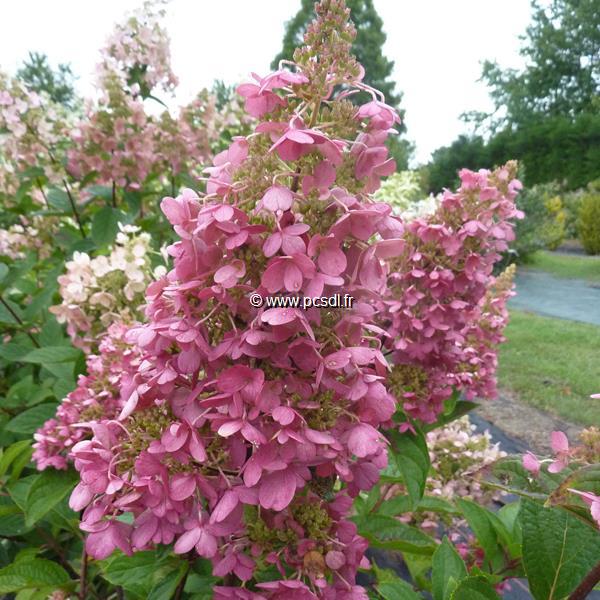 Hydrangea paniculata Pinky Winky (13)