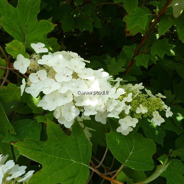 Hydrangea quercifolia Alice (10)