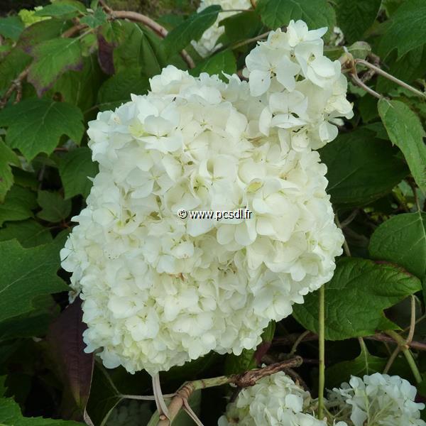 Hydrangea quercifolia Snowdrift (2)