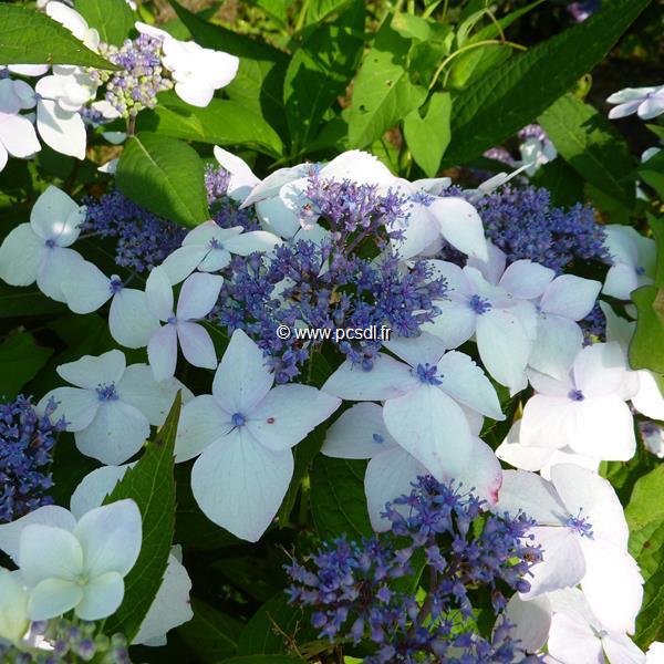 Hydrangea serrata Grayswood (3)