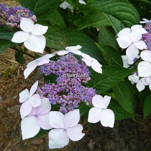 Hydrangea serrata Grayswood (5)