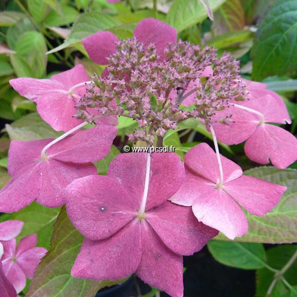 Hydrangea serrata Grayswood (9)