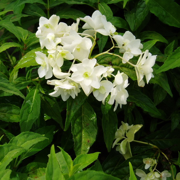 Hydrangea serrata Shirofuji (7)