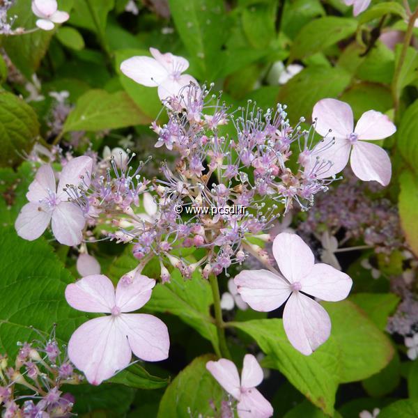 Hydrangea serrata Iyo Segure (1)