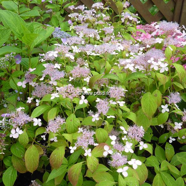 Hydrangea serrata Iyo Segure (2)