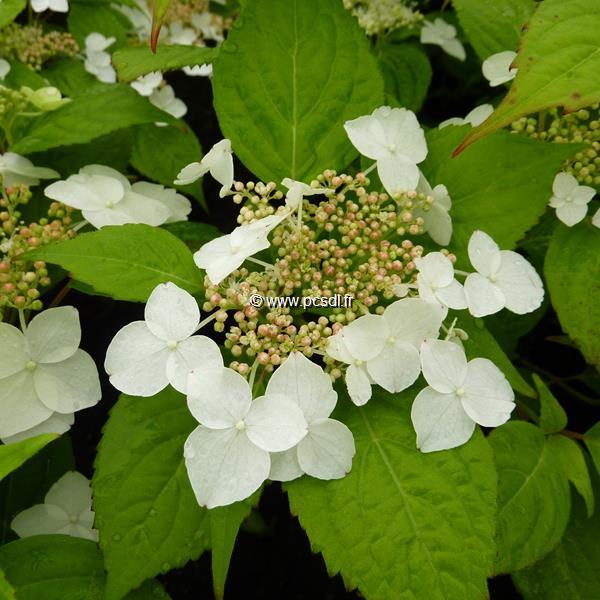 Hydrangea serrata Kurenai (2)