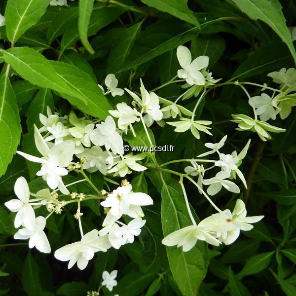 Hydrangea serrata Shirofuji (6)