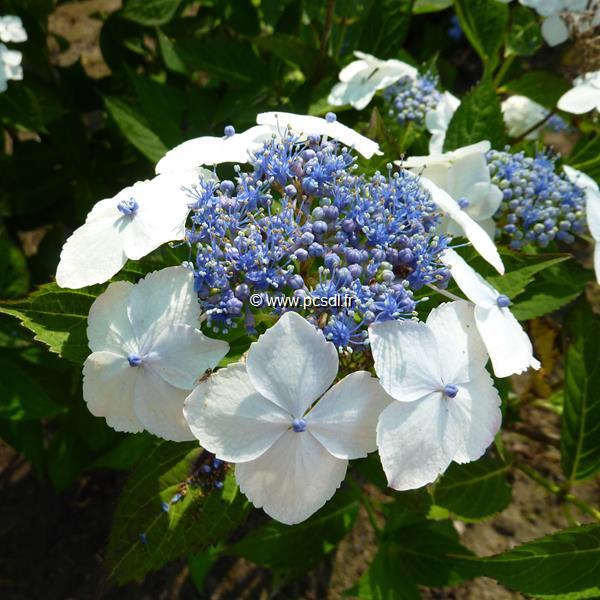 Hydrangea serrata Tokyo Delight (2)
